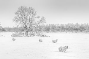 Sheep in the Snow at Stamfordham-5072M Mono Print and Canvas